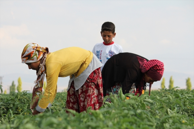 Mevsimlik işçilerin Konya'da zorlu mesaisi başladı